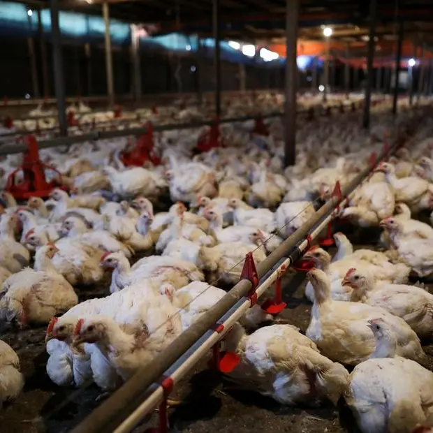 Tanmiah Food signs $53mln agreement to boost poultry production in Saudi Arabia