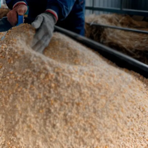 ADIO, ADAFSA and DMT announce tender for animal feed markets