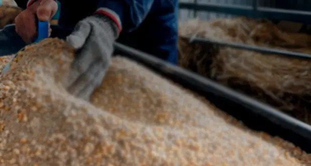 ADIO, ADAFSA and DMT announce tender for animal feed markets