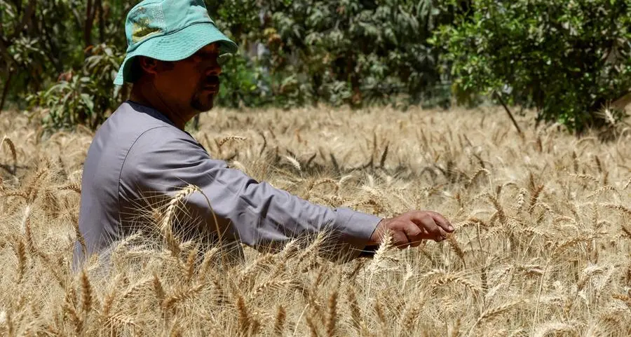 Egypt buys nearly 2.4mln tons of wheat from local farmers, official data shows