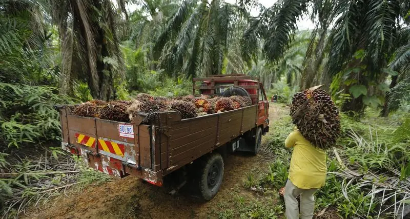 Malaysia keeps March crude palm oil export duty at 8%