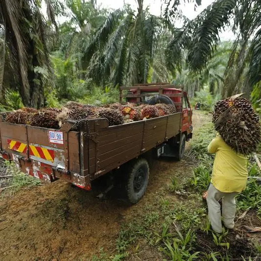 Ferrero to stop buying palm oil from Malaysia's Sime Darby over labour concerns