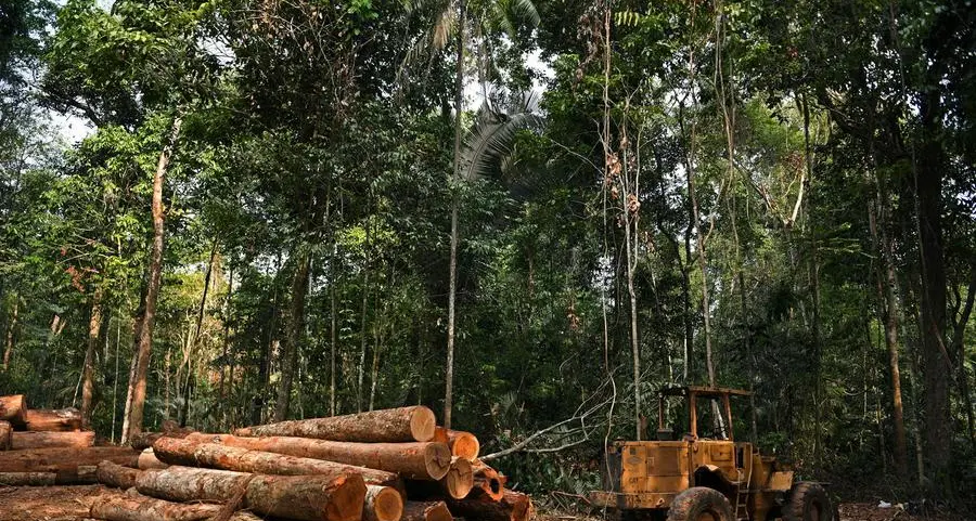 UN-backed deforestation carbon credits failing: study