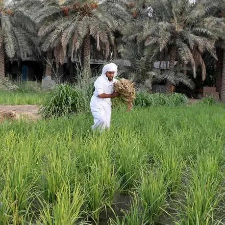 Saudi agriculture fund finances projects worth $480mln