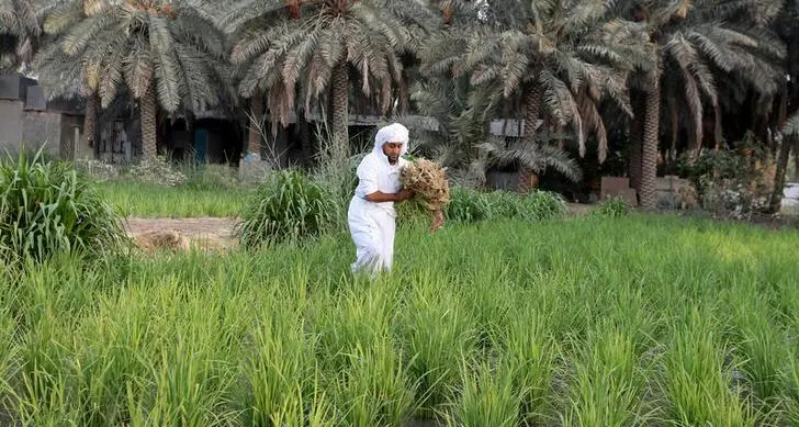 Saudi agriculture fund finances projects worth $480mln