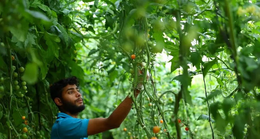 UAE launches new programme to boost agriculture sector