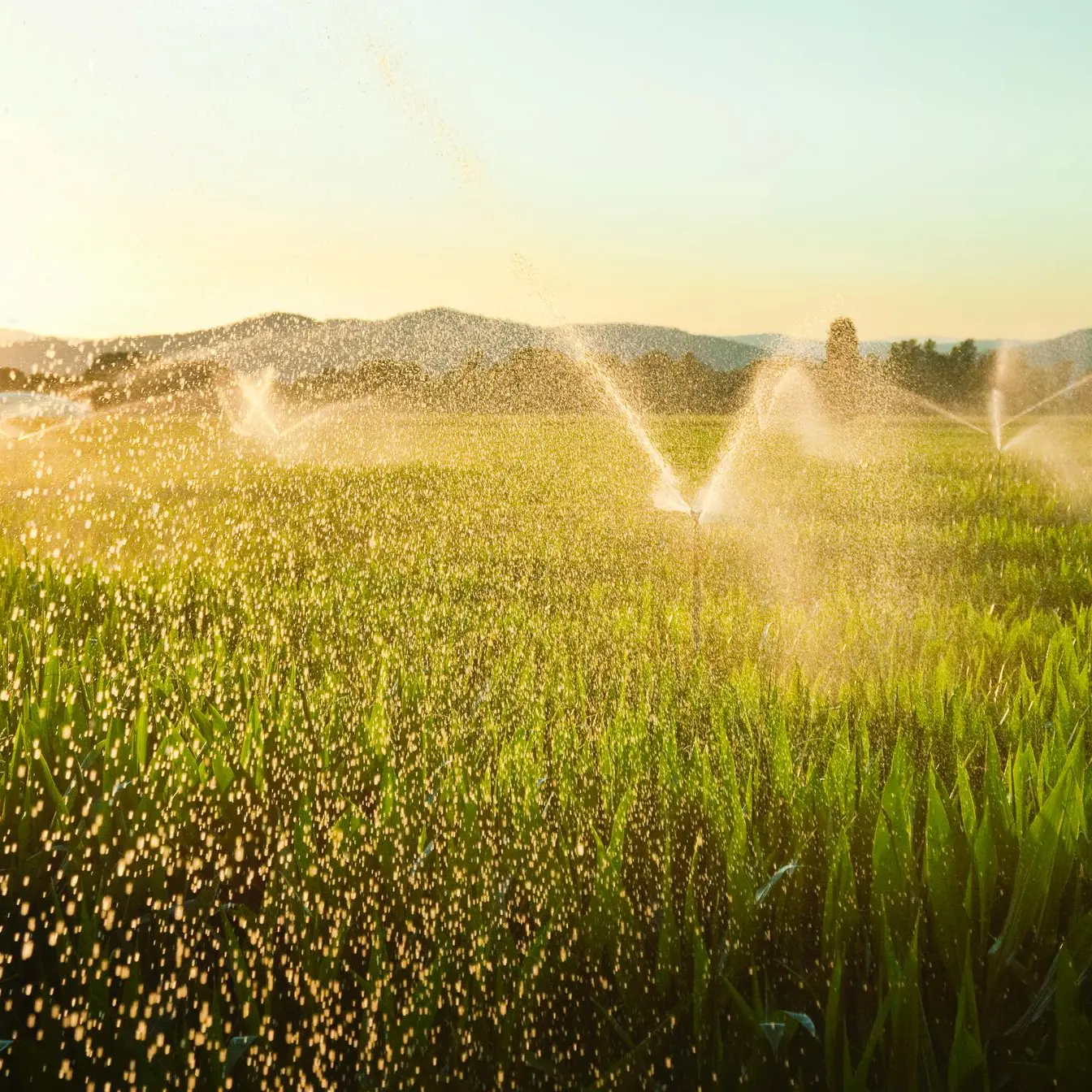 $15.8mln irrigation lines, reservoirs project completed in Al Ain