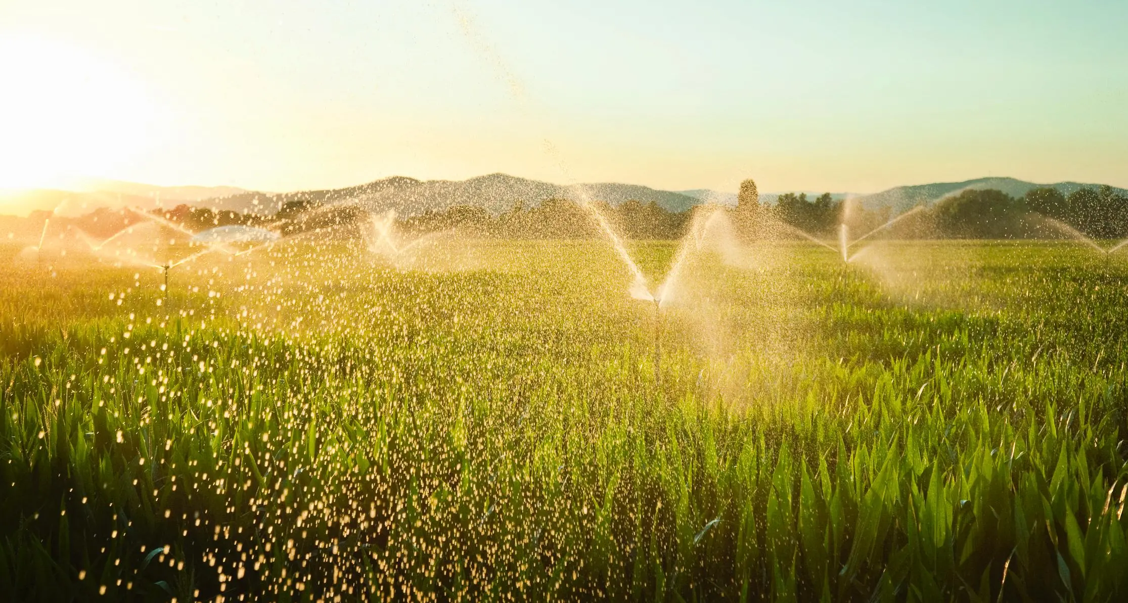 $15.8mln irrigation lines, reservoirs project completed in Al Ain