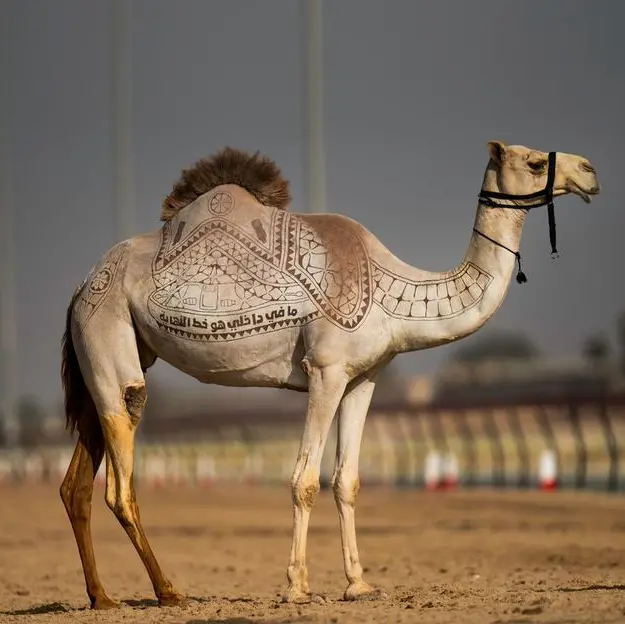 BEEAH Tandeef raises awareness on the impact of plastic pollution on camels through a new campaign