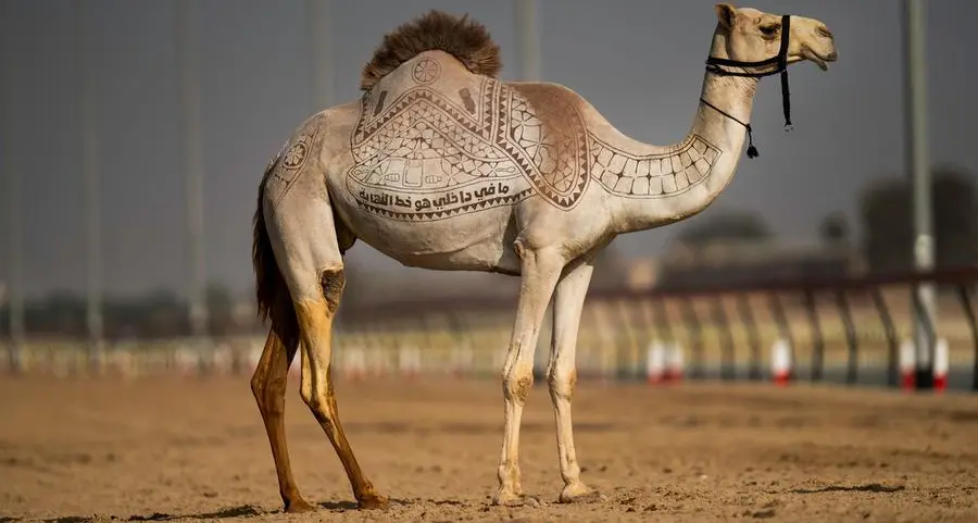 BEEAH Tandeef raises awareness on the impact of plastic pollution on camels through a new campaign