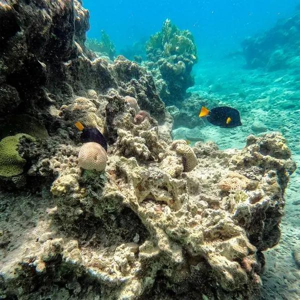 Red Sea corals threatened by mystery sea urchin deaths