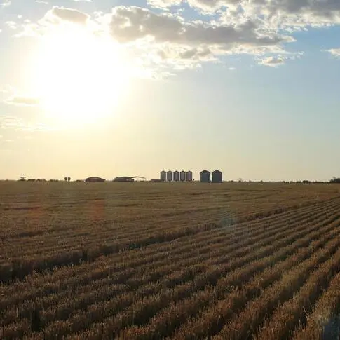 UK immigration policies to blame for farming crisis - NFU head