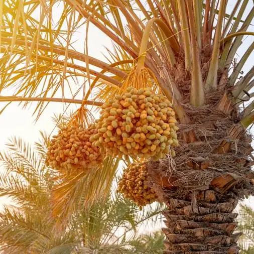 Qatar develops 45% more efficient irrigation system for date palms