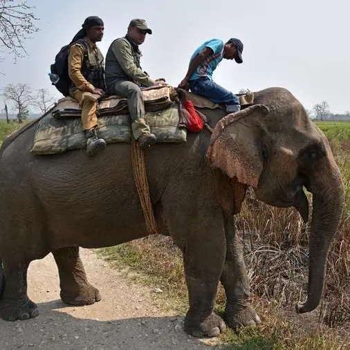 Rare rhinos dodge poachers in world's top reserve for first time since 1977