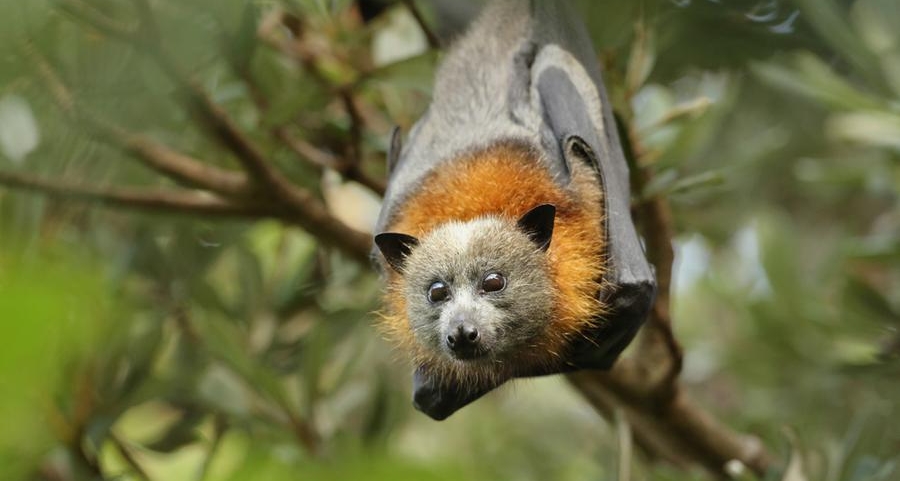 Green Planet Dubai features region’s first flying foxes
