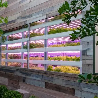 Dubai’s vertical farm operator Crysp Farms raises $2.25mln