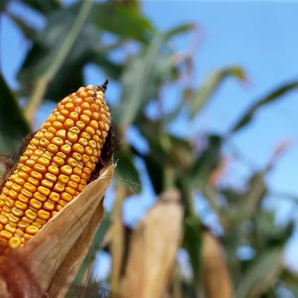 Corn, soybeans extend losses on Midwest rain relief