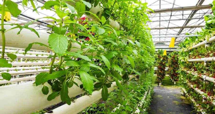 Saudi Environment Ministry issues first license for aeroponics agriculture in the Mideast