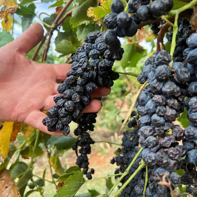 Australian farmers rip out millions of vines amid wine glut