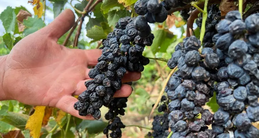 Australian farmers rip out millions of vines amid wine glut