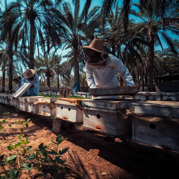 National Finance and Dar Al Atta’a join forces to empower women across governorates through beekeeping & cultivation initiatives