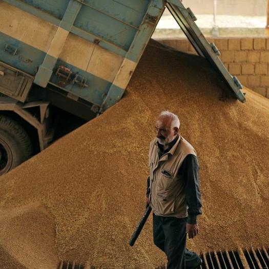 Syria issues tender to buy 200,000 tonnes milling wheat - traders