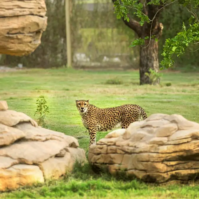 Dubai Safari Park reports 755% YoY growth in travel trade sales