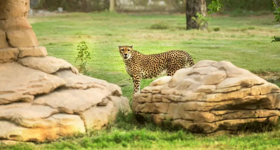 Dubai Safari Park reports 755% YoY growth in travel trade sales