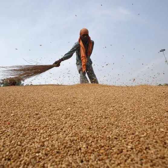 Wheat rises on bargain-hunting after hitting 3-year low