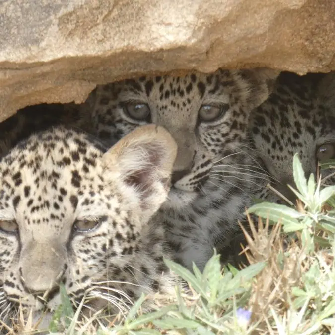 AlUla strengthens position as premier eco-tourism destination with new Arabian Leopard Rewilding Centre