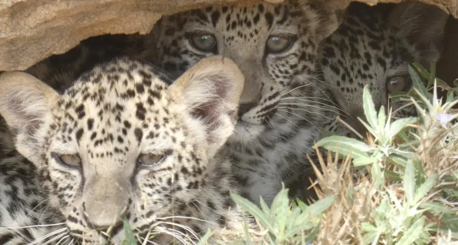 AlUla strengthens position as premier eco-tourism destination with new Arabian Leopard Rewilding Centre
