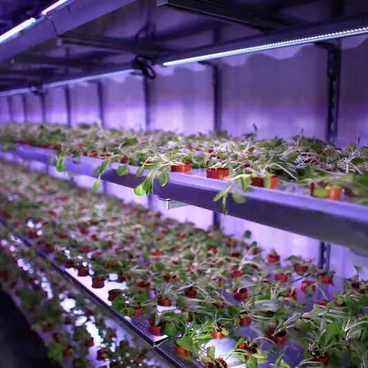 Carrefour inaugurates in-store hydroponic farms in UAE