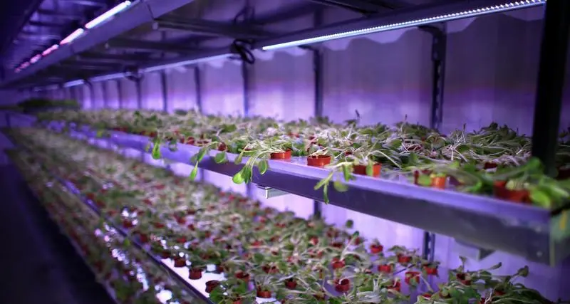 Carrefour inaugurates in-store hydroponic farms in UAE