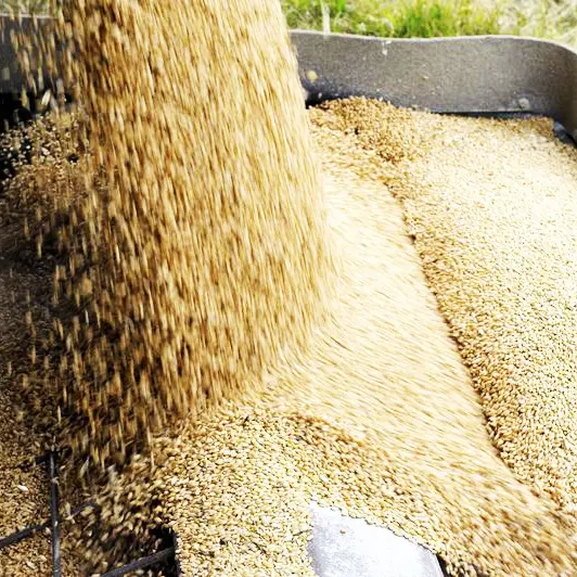 Saudi Arabia's SAGO buys 725,000 T barley in tender