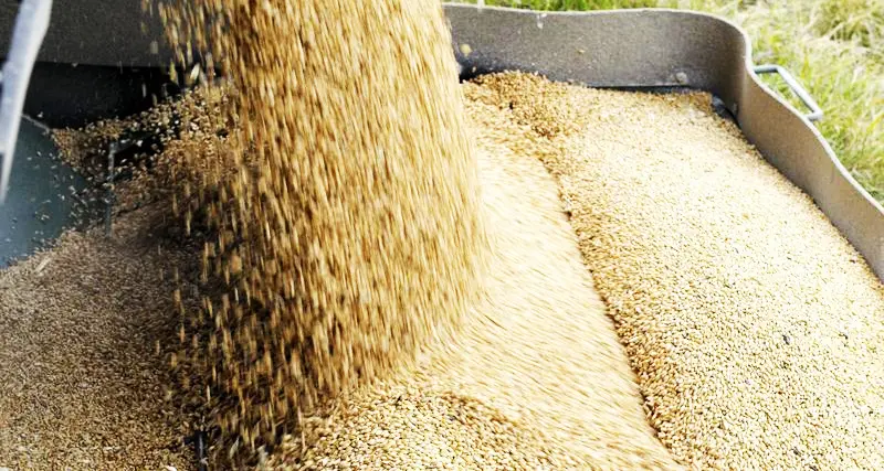 Saudi Arabia's SAGO buys 725,000 T barley in tender