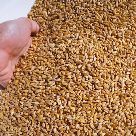 Jordan dispatches wheat, grain aid to West Bank to alleviate humanitarian crisis