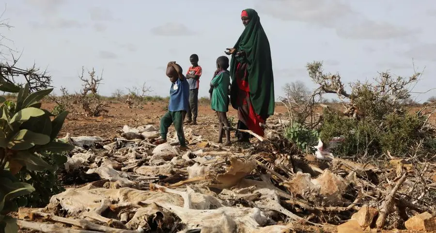 Northern Kenya faces hunger crisis as drought wipes out livestock