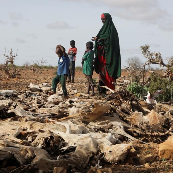 Northern Kenya faces hunger crisis as drought wipes out livestock