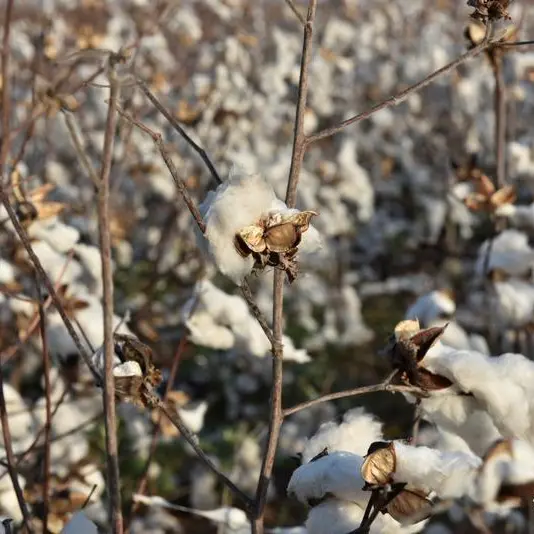 Tiny parasite withers West Africa's cotton harvest outlook