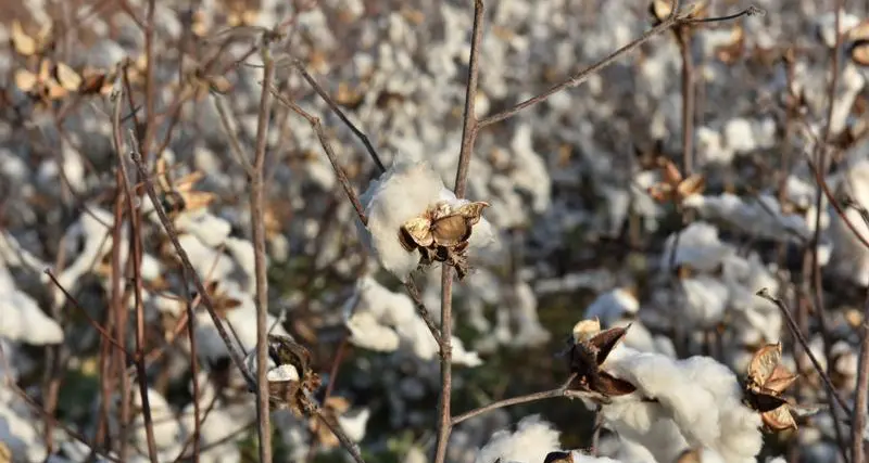 Tiny parasite withers West Africa's cotton harvest outlook