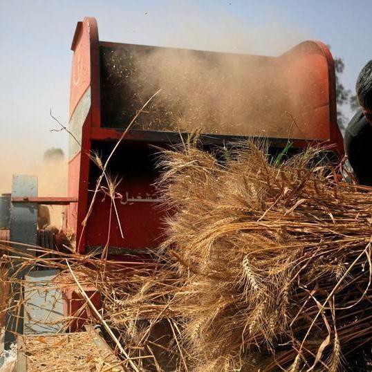 مصر تلزم المزارعين بتسليم القمح للحكومة