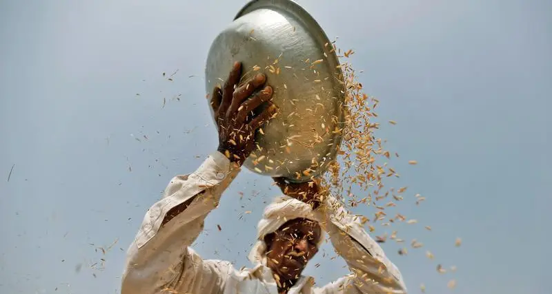 Export curbs fail to arrest India's booming rice shipments -sources