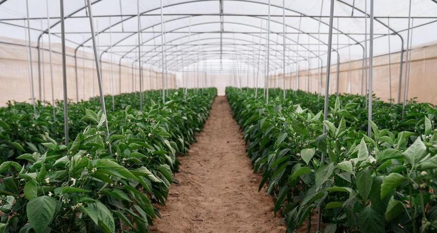 Millennium Farms receives GLOBALG.A.P. certification