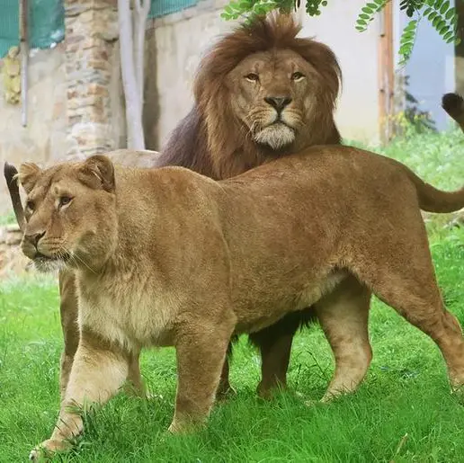 Air France repatriates trafficked lions Yoda and Ysis to their new home in South Africa