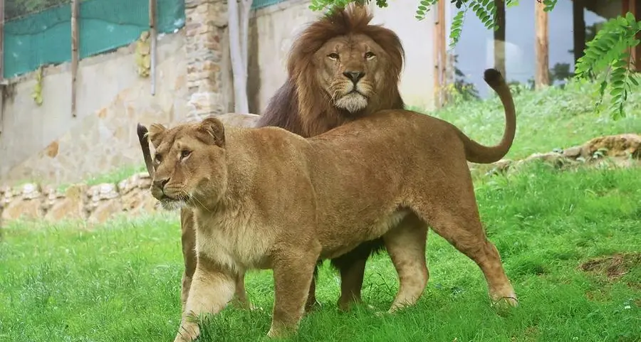 Air France repatriates trafficked lions Yoda and Ysis to their new home in South Africa