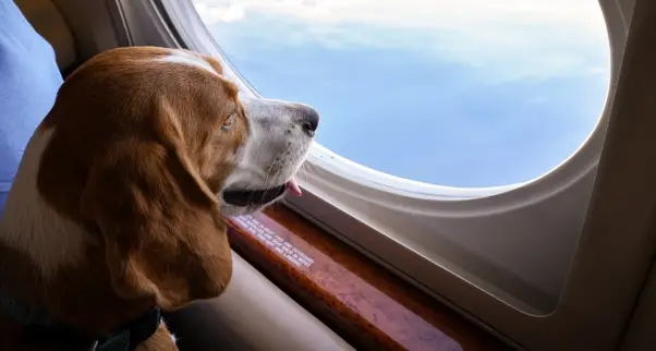 Whisk-er your pets away to Europe: K9 JETS announces new routes from Dubai to Switzerland and Italy