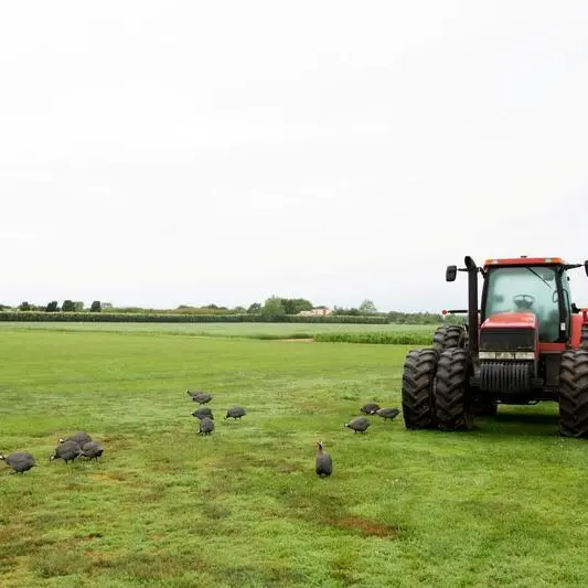 US farmers shun buyers, cling to unsold corn as prices slump