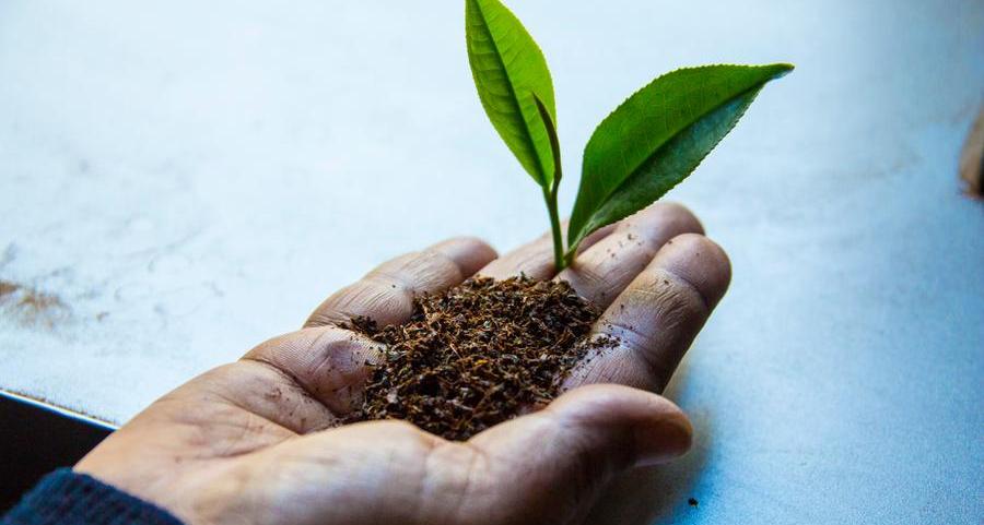 UAE first in Gulf region to get a taste of Kerala's popular Sabari tea brand