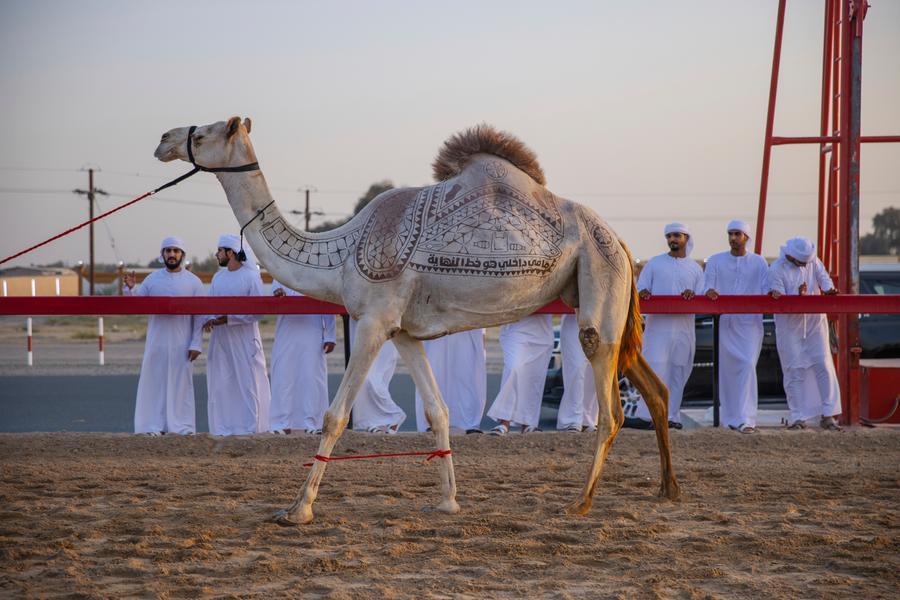 BEEAH Tandeef raises awareness on the impact of plastic pollution on camels through a new campaign