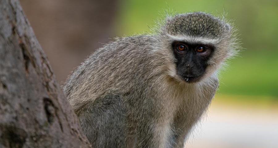Saudi Arabia imposes temporary ban on import of African monkeys and rodents